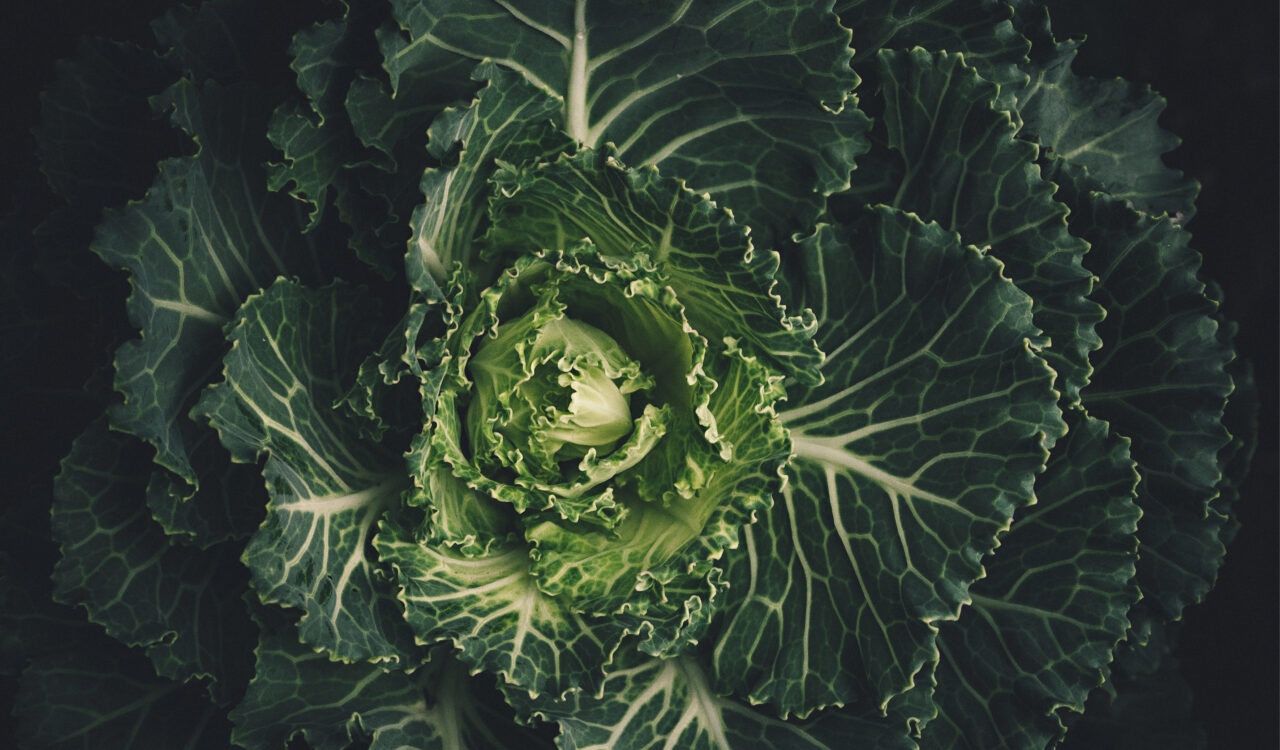 Grünkohl steckt voller Vitamine