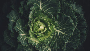 Grünkohl steckt voller Vitamine